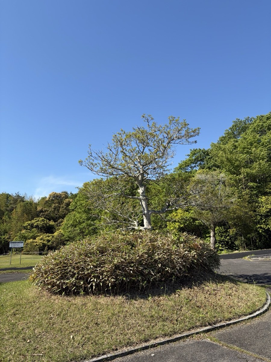東条の森カントリークラブ クラブハウス前ロータリーと青空